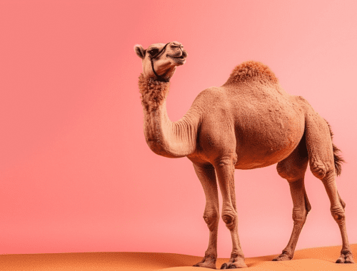 startups camello