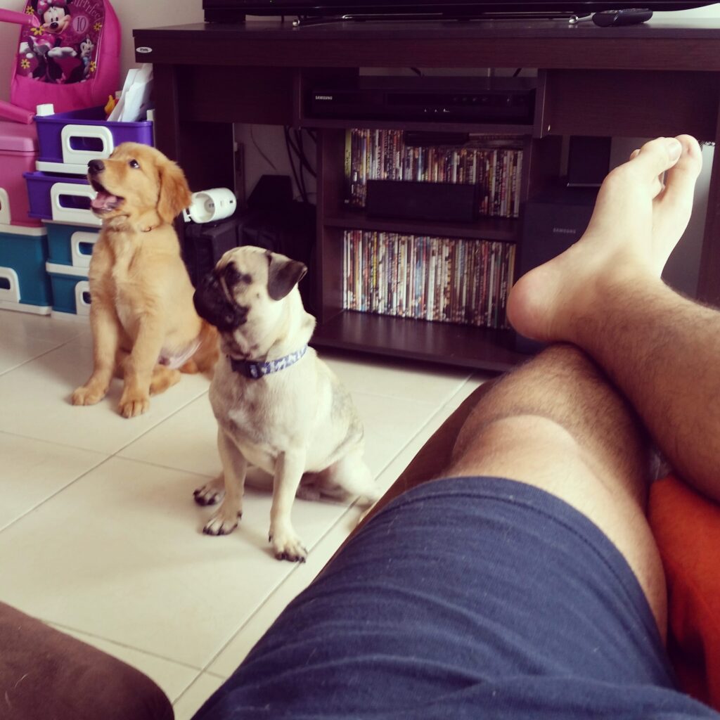 FILE27957 rocco mi perro eterno
