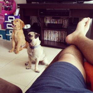 rocco mi perro eterno